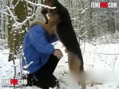 A bearded zoophile who is mature and divorced is sucking his dog's large dick.